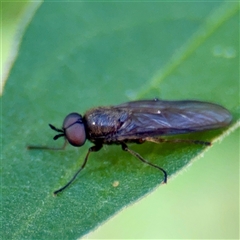 Chiromyza sp. (genus) (A soldier fly) at Uriarra Village, ACT - 15 Feb 2025 by Hejor1