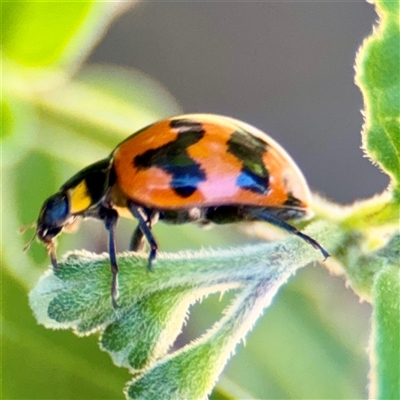 Coccinella transversalis (Transverse Ladybird) at Uriarra Village, ACT - 15 Feb 2025 by Hejor1