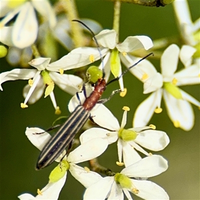 Syllitus rectus (Longhorn beetle) at Uriarra Village, ACT - 15 Feb 2025 by Hejor1