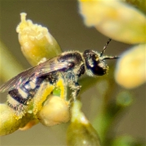 Lasioglossum (Chilalictus) sp. (genus & subgenus) at Uriarra Village, ACT - 15 Feb 2025 02:50 PM