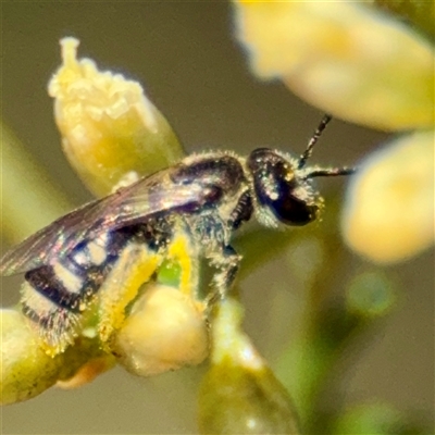 Lasioglossum (Chilalictus) sp. (genus & subgenus) (Halictid bee) at Uriarra Village, ACT - 15 Feb 2025 by Hejor1