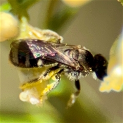 Lasioglossum (Chilalictus) sp. (genus & subgenus) at Uriarra Village, ACT - 15 Feb 2025 02:50 PM