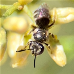 Lasioglossum (Chilalictus) sp. (genus & subgenus) at Uriarra Village, ACT - 15 Feb 2025 02:50 PM