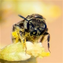 Lasioglossum (Chilalictus) sp. (genus & subgenus) at Uriarra Village, ACT - 15 Feb 2025 02:50 PM