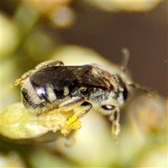 Lasioglossum (Chilalictus) sp. (genus & subgenus) at Uriarra Village, ACT - 15 Feb 2025 02:50 PM