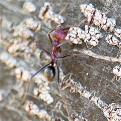 Iridomyrmex purpureus (Meat Ant) at Uriarra Village, ACT - 15 Feb 2025 by Hejor1