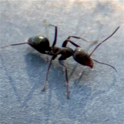 Iridomyrmex sp. (genus) at Uriarra Village, ACT - 15 Feb 2025 by Hejor1