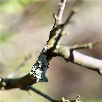 Flavoparmelia sp. at Uriarra Village, ACT - 15 Feb 2025 by Hejor1