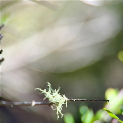 Usnea sp. (genus) (Bearded lichen) at Uriarra Village, ACT - 15 Feb 2025 by Hejor1