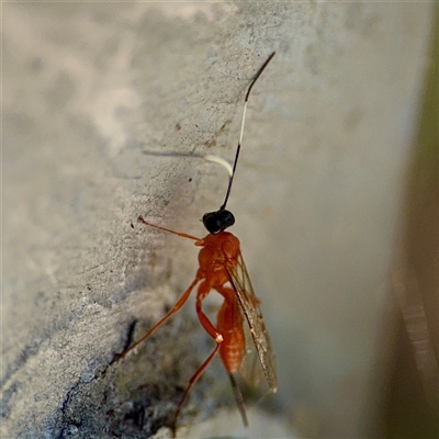 Ichneumonoidea (Superfamily) (A species of parasitic wasp) at Uriarra Village, ACT - 15 Feb 2025 by Hejor1