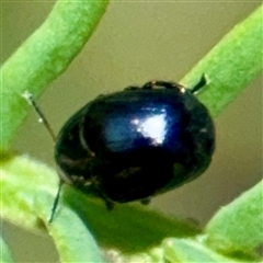 Ditropidus sp. (genus) (Leaf beetle) at Uriarra Village, ACT - 15 Feb 2025 by Hejor1