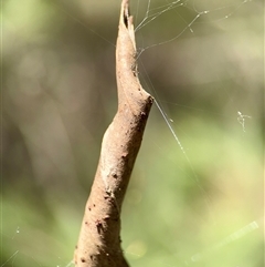 Phonognathidae (family) (Leaf curling orb-weavers) at Uriarra Village, ACT - 15 Feb 2025 by Hejor1