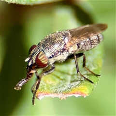 Stomorhina sp. (genus) (Snout fly) at Uriarra Village, ACT - 15 Feb 2025 by Hejor1