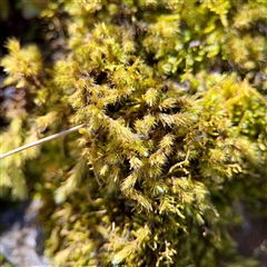 Bryaceae (family) at Uriarra Village, ACT - 15 Feb 2025 by Hejor1