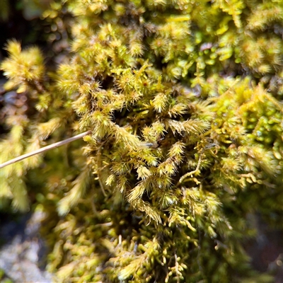 Bryaceae (family) at Uriarra Village, ACT - 15 Feb 2025 by Hejor1