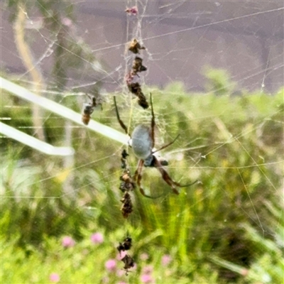 Trichonephila edulis (Golden orb weaver) at Acton, ACT - 15 Feb 2025 by Hejor1