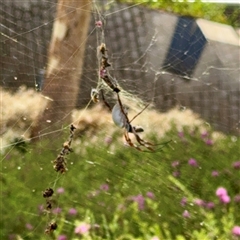 Trichonephila edulis at Acton, ACT - 15 Feb 2025 12:39 PM