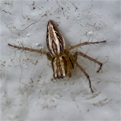 Oxyopes sp. (genus) (Lynx spider) at Acton, ACT - 15 Feb 2025 by Hejor1