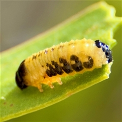 Paropsis atomaria (Eucalyptus leaf beetle) at Acton, ACT - 15 Feb 2025 by Hejor1