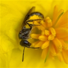 Lasioglossum (Homalictus) sp. (genus & subgenus) (Furrow Bee) at Acton, ACT - 15 Feb 2025 by Hejor1