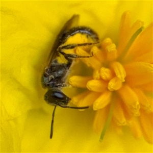 Lasioglossum (Homalictus) sp. (genus & subgenus) at Acton, ACT - 15 Feb 2025 12:33 PM