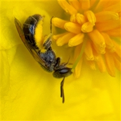 Lasioglossum (Homalictus) sp. (genus & subgenus) at Acton, ACT - 15 Feb 2025 12:33 PM