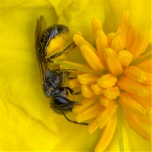 Lasioglossum (Homalictus) sp. (genus & subgenus) at Acton, ACT - 15 Feb 2025 12:33 PM