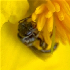 Lasioglossum (Homalictus) sp. (genus & subgenus) at Acton, ACT - 15 Feb 2025 12:33 PM