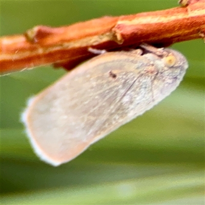 Anzora unicolor (Grey Planthopper) at Acton, ACT - 15 Feb 2025 by Hejor1