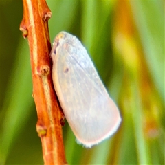 Anzora unicolor at Acton, ACT - 15 Feb 2025 12:30 PM