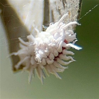 Cryptolaemus montrouzieri (Mealybug ladybird) at Acton, ACT - 15 Feb 2025 by Hejor1