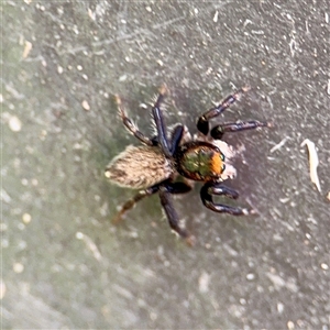 Maratus griseus (Jumping spider) at Acton, ACT - 15 Feb 2025 by Hejor1