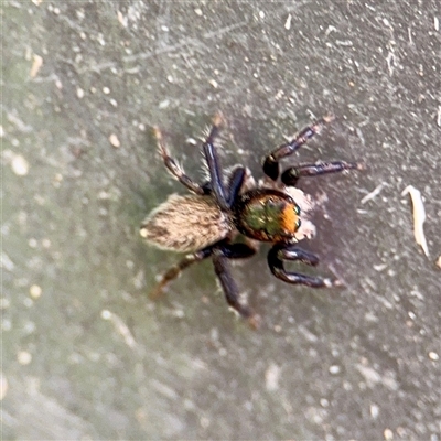 Maratus griseus (Jumping spider) at Acton, ACT - 15 Feb 2025 by Hejor1