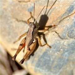 Phaulacridium vittatum (Wingless Grasshopper) at Acton, ACT - Yesterday by Hejor1