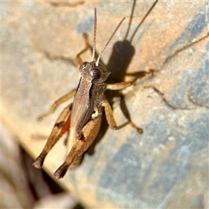 Phaulacridium vittatum at Acton, ACT - 15 Feb 2025 12:29 PM