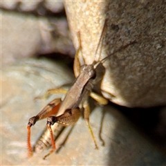 Phaulacridium vittatum at Acton, ACT - 15 Feb 2025 12:29 PM