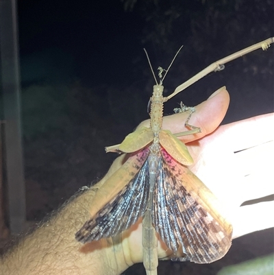 Unidentified Stick insect (Phasmatodea) at Jacky Bulbin Flat, NSW - 7 Dec 2024 by Malcolmlegg