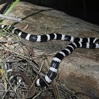 Vermicella annulata (Common Bandy-Bandy) at Jacky Bulbin Flat, NSW - 20 Dec 2024 by Malcolmlegg