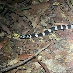 Hoplocephalus stephensii (Stephen's Banded Snake) at Jacky Bulbin Flat, NSW - 14 Feb 2025 by Malcolmlegg