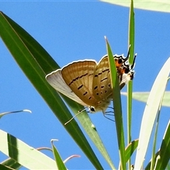 Jalmenus ictinus (Stencilled Hairstreak) at Aranda, ACT - 16 Feb 2025 by KMcCue