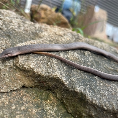 Lialis burtonis at Jacky Bulbin Flat, NSW - 15 Feb 2025 by Malcolmlegg