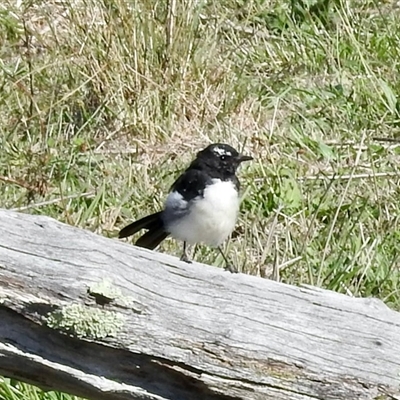 Rhipidura leucophrys (Willie Wagtail) at Yarralumla, ACT - 16 Feb 2025 by KMcCue