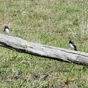 Rhipidura leucophrys at Yarralumla, ACT - 16 Feb 2025 08:21 AM