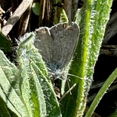 Zizina otis (Common Grass-Blue) at Yarralumla, ACT - 16 Feb 2025 by KMcCue