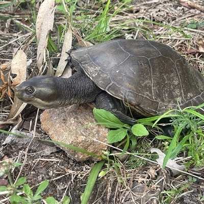 Chelodina longicollis at Jacky Bulbin Flat, NSW - 30 Sep 2024 by Malcolmlegg