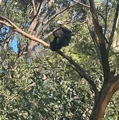 Aquila audax (Wedge-tailed Eagle) at Mororo, NSW - 2 Dec 2024 by Malcolmlegg