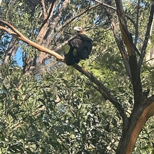 Aquila audax at Mororo, NSW - 2 Dec 2024 03:53 PM