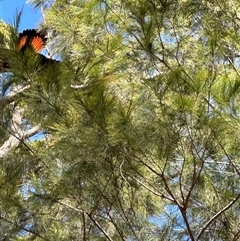 Calyptorhynchus lathami lathami (Glossy Black-Cockatoo) at Greigs Flat, NSW - 16 Feb 2025 by DebraRobertson