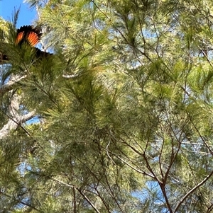 Calyptorhynchus lathami lathami at Greigs Flat, NSW - suppressed