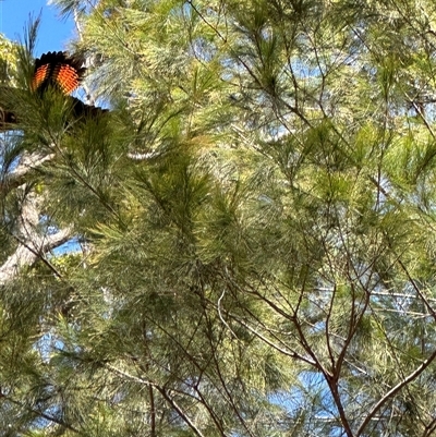 Calyptorhynchus lathami lathami (Glossy Black-Cockatoo) at Greigs Flat, NSW - Today by DebraRobertson